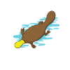 Ornithorynque dans l'eau