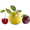 fruit
