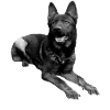 German Shepherd Dog sport