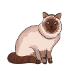 Katze