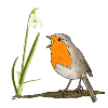 Frühling, Rotkehlchen, Schneeglöckchen