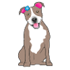 American Staffordshir Terrier