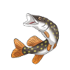 brochet