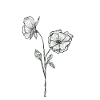 Blumen Flowers black