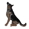 German shepherd
