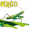 Praying mantis, Mantis
