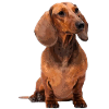 Short-haired dachshund