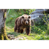 brown bear