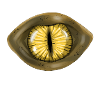 Eye reptile lizard