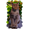 lynx