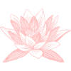 Lotus flower lotus flower Asian wellness symbol
