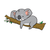 Koala - sleeps on branch