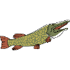 The friendly pike