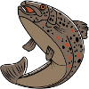 Bachforelle / Brown Trout