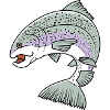 Rainbow trout