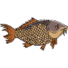 Grumpy Carp