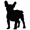 French bulldog