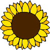 solsikke