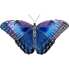 Butterfly - blue