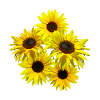 Bouquet of sunflowers, sunflower, sunflowers