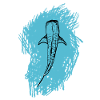 Whale sketch