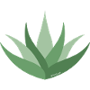 Aloe