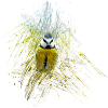 Vogel