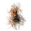 squirrel