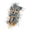 koala
