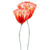 tulip
