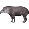Der Tapir, Schwein oder Elefant?