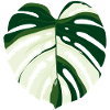 Monstera Deliciosa Variegata