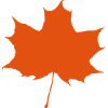 Red maple leaf