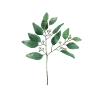 eucalyptus