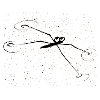 Araignée d'eau drôle d'animal