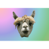lunch box lama