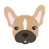 Bouledogue français, marron