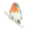 rouge-gorge
