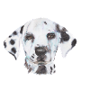Dalmatian