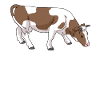 Cow with brown spots