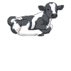 Cow calf with black spots