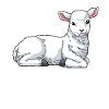 Lamb sheep domestic sheep