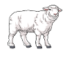 Drawn domestic sheep