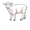 Sheep domestic sheep
