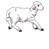 Young sheep lamb