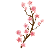 Cherry Blossom