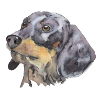 dachshund