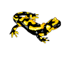 Feuersalamander Real Salamander fire newt Lurch