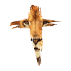 Lion Of Judah Israelit oder Jude Gift