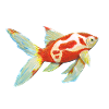 Comet tail goldfish